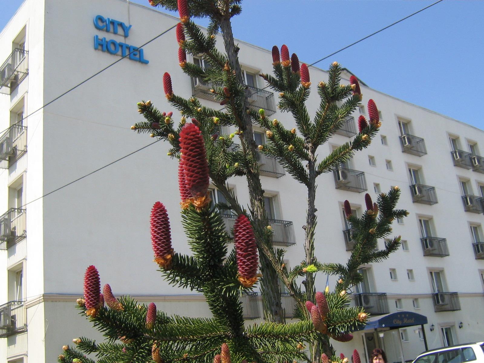 City Hotel Bucharest 2* Bukarest